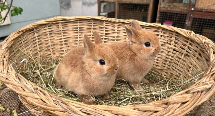 Çanakkale Büyümeyen Tavşan