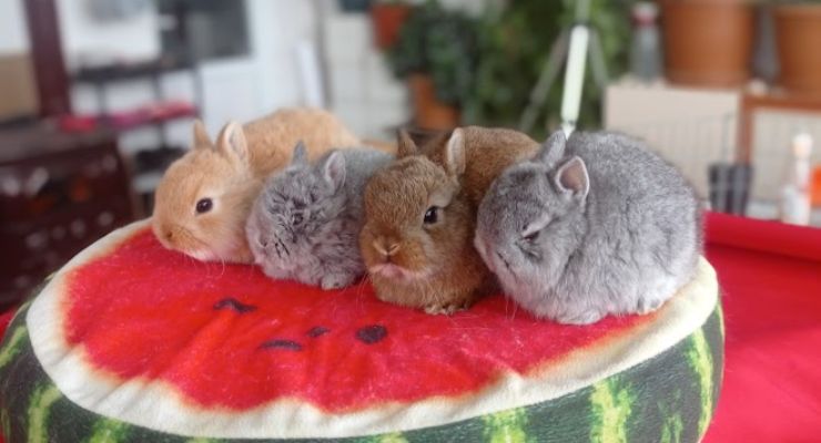 Çanakkale Cins Tavşan