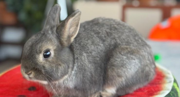 Çanakkale Ev Tavşanı