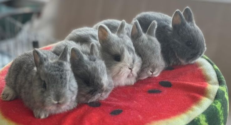 Çanakkale Evcil Tavşan