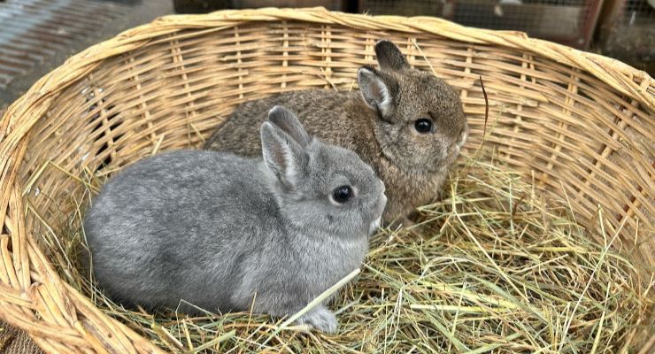 Çanakkale Yavru Tavşan