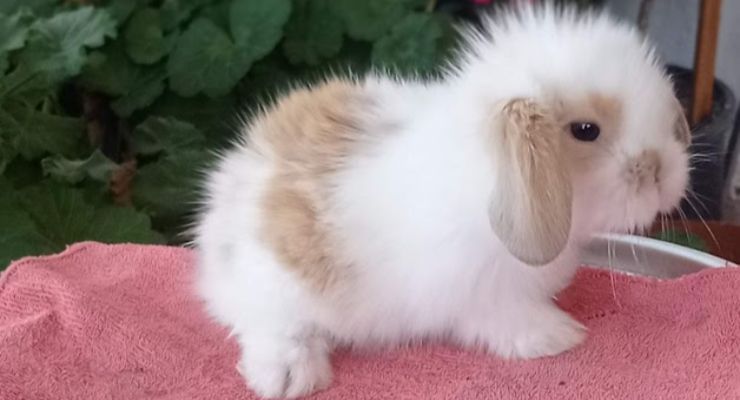 Çanakkale Hollanda Lop Tavşan